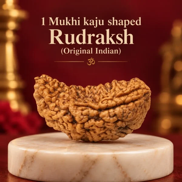 1 Mukhi Rudraksha Kaju shaped