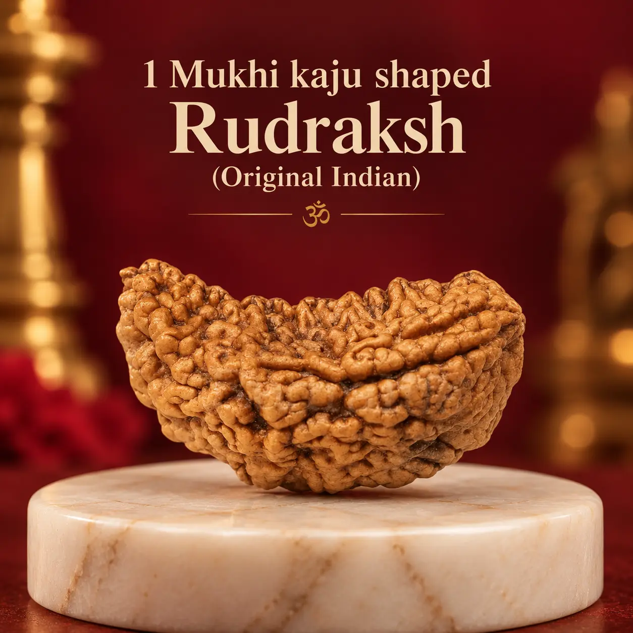 1 Mukhi Rudraksha Kaju Shaped 1 Mukhi Rudraksha Kaju shaped