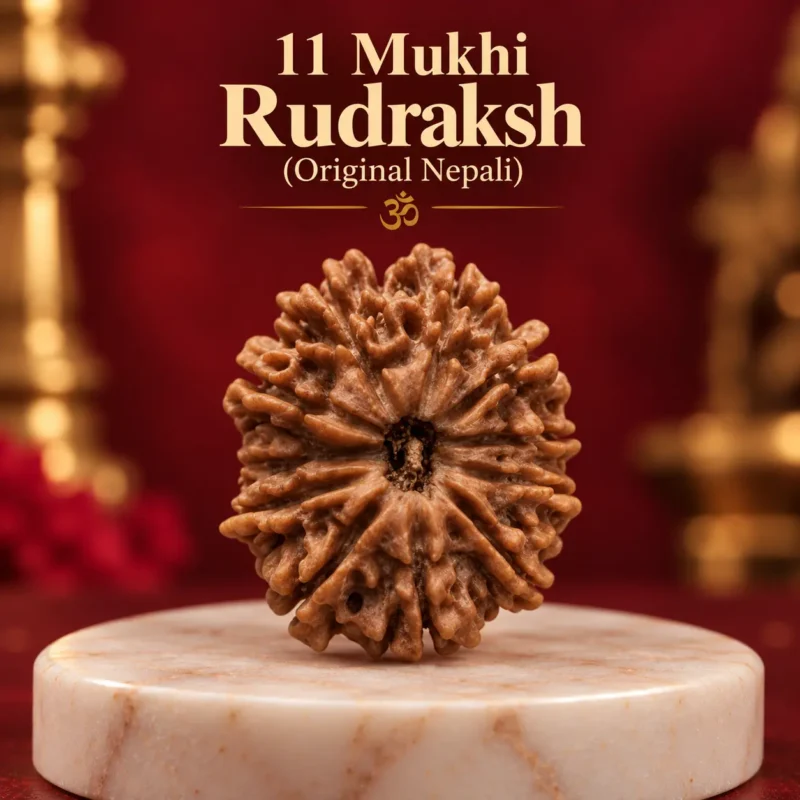 11 Mukhi Rudraksha Nepali
