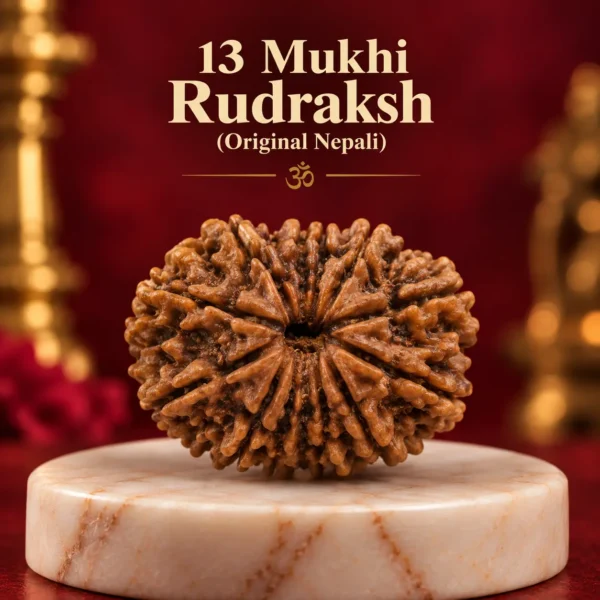 13 mukhi Rudraksha Nepali