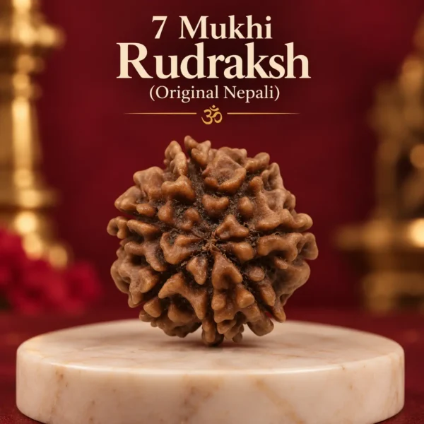 7 mukhi nepali Rudraksha Original Lab certified
