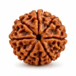Rudraksha